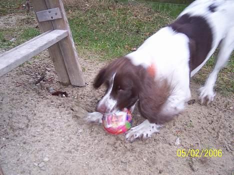 Field Trial spaniel Nickie - Det er miiiiiiin bold . billede 14