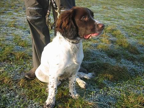 Field Trial spaniel Jason billede 10