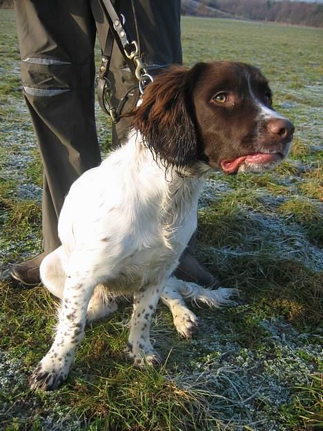 Field Trial spaniel Jason billede 11