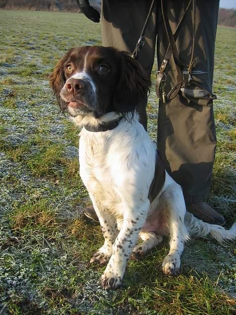 Field Trial spaniel Jason billede 12