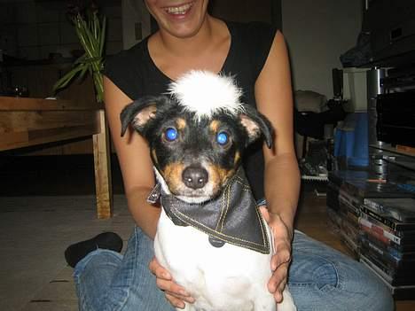 Dansk svensk gaardhund Bølle - Bølle har fået paryk på... Hihi! billede 17