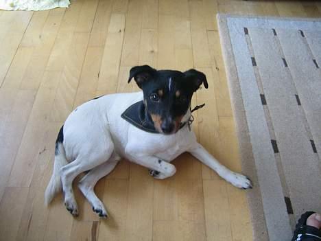 Dansk svensk gaardhund Bølle - Ligger bare og slapper af. Se mit nye halsbånd... Er jeg ikke fin? billede 18