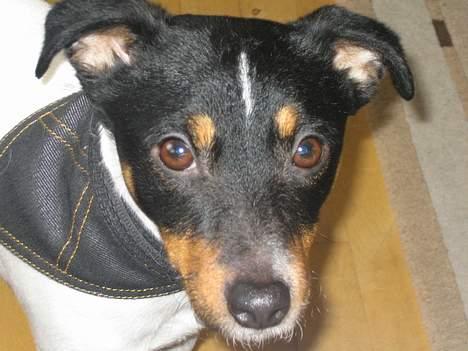 Dansk svensk gaardhund Bølle - Man er vel smuk... billede 19