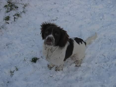 Field Trial spaniel Jason billede 13