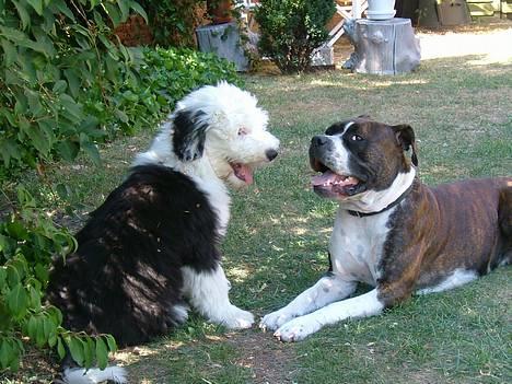 Amerikansk staffordshire terrier Malou - Her er jeg sammen med min "lille" fætter Thor billede 9