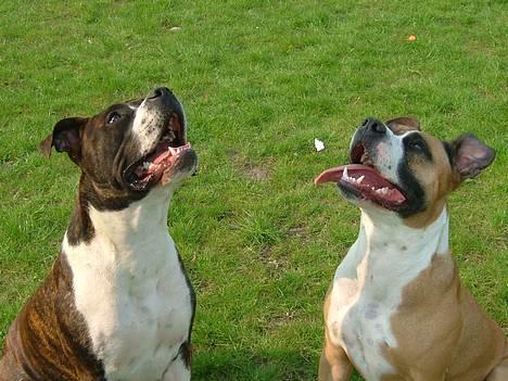 Amerikansk staffordshire terrier Malou - Min bedste veninde Amy. billede 10