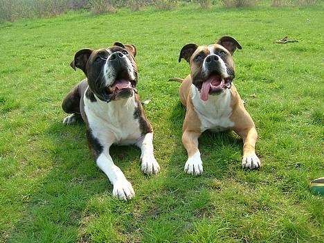 Amerikansk staffordshire terrier Malou billede 11