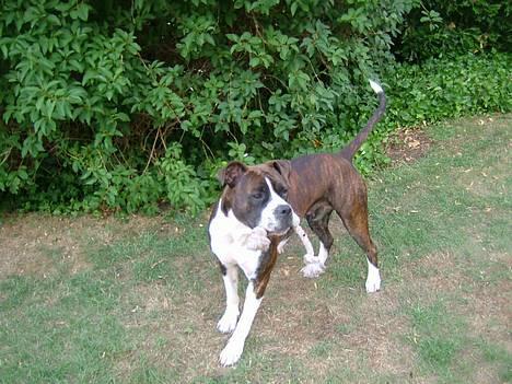 Amerikansk staffordshire terrier Malou billede 12