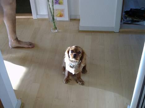 Cavalier king charles spaniel Nemo (død, 2011) billede 5