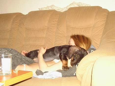 Gravhund member - er lige faldet i søvn efter en laang gå tur. og dejligt varmt her billede 8