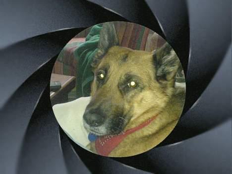 Schæferhund puk *død* - Hun er gammel, men hun er da stadig smuk ikk... billede 5