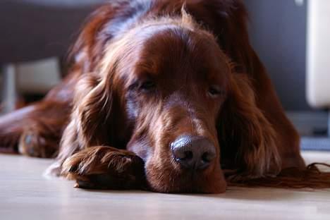 Irsk setter Apollo - vores engel  billede 11