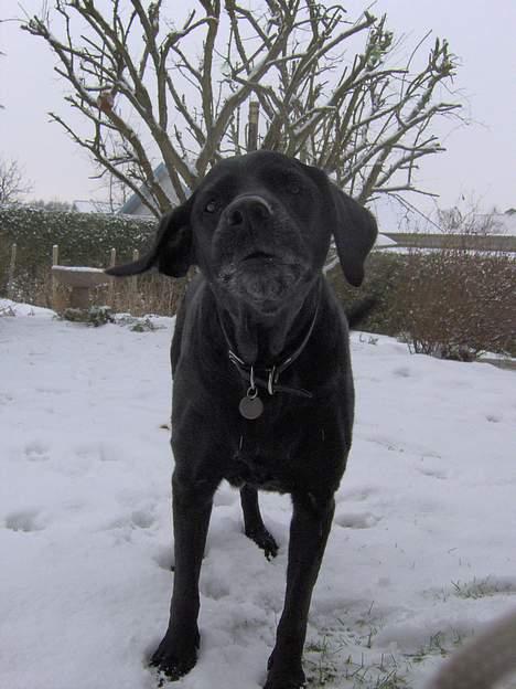 Labrador retriever Monique - Februar 2006 billede 15