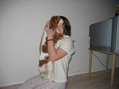Cavalier king charles spaniel Havanna - Man eeeeelsker at gi´krammere.. billede 4