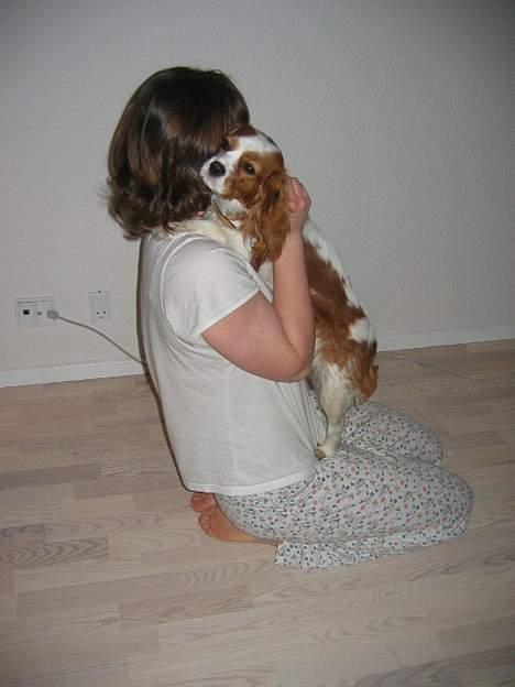 Cavalier king charles spaniel Havanna - Pas på du ikk falder heelt i søvn...<3 billede 5