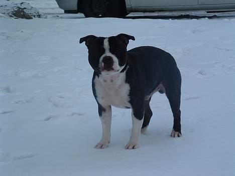 Staffordshire bull terrier Roxystaff Tyson - Tyson 1 år og 7 mdr billede 2