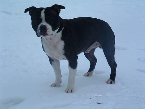 Staffordshire bull terrier Roxystaff Tyson - Tyson 1 år og 7 mdr billede 3
