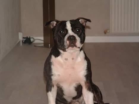 Staffordshire bull terrier Roxystaff Tyson - Tyson 1 år og 7 mdr billede 4