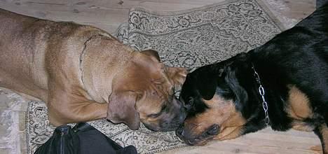 Boerboel Cozy død 11/7-06 - Mig og min ven Aico tager en slapper..... billede 13