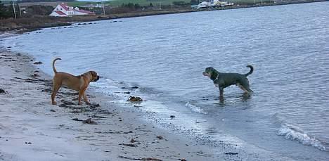 Boerboel Cozy død 11/7-06 - iihhhh at han gider have våde poter billede 15