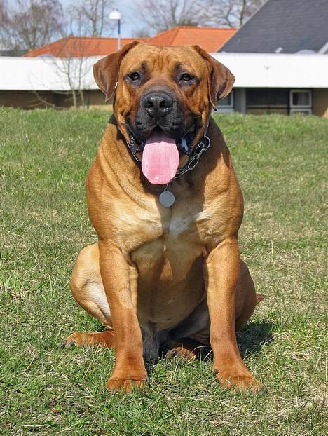 Boerboel Cozy død 11/7-06 - Hent mig da lige noget vand mor, det er hårdt her i varmen pyyyhaaa billede 16