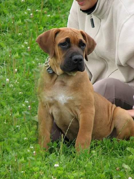 Boerboel Cozy død 11/7-06 - Min anden gang til træning.. Så er det rart at ha mor ved poten billede 17