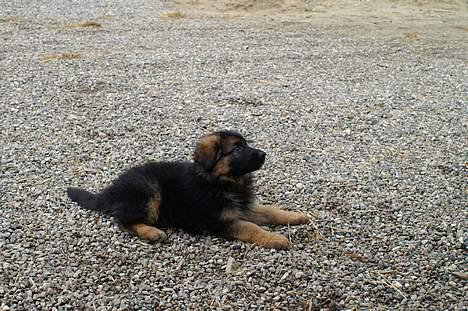Schæferhund vicktor - vicktor som hvalp billede 1