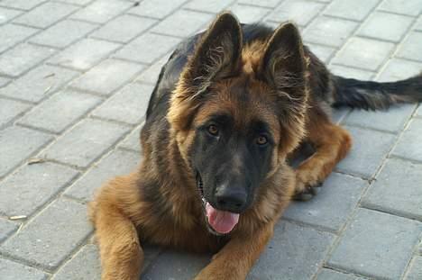 Schæferhund vicktor - der er han lidt ældre billede 2