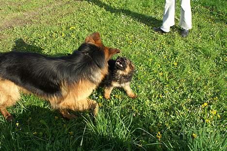 Schæferhund vicktor - jaa.. flabet i en tidlig alder! billede 3