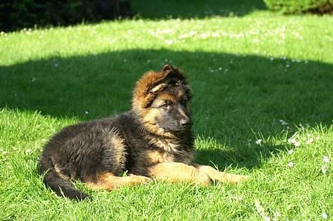 Schæferhund vicktor - flot billede...hvis du spørger mig :) billede 4