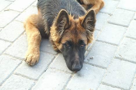 Schæferhund vicktor billede 5