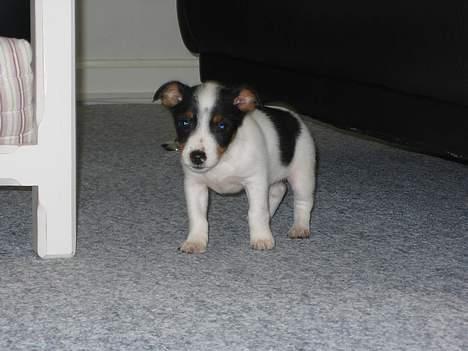 Jack russell terrier Luna billede 1