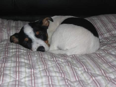 Jack russell terrier Luna billede 2