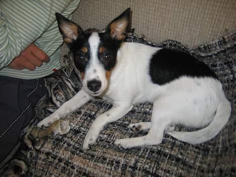 Jack russell terrier Luna billede 3