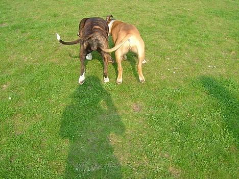 Amerikansk staffordshire terrier Malou - THE VERY GOOD ENDs;-)  billede 13