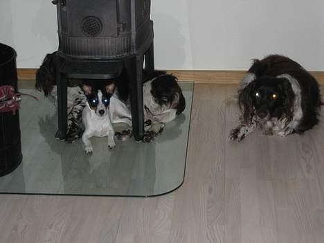 Jack russell terrier Luna billede 4