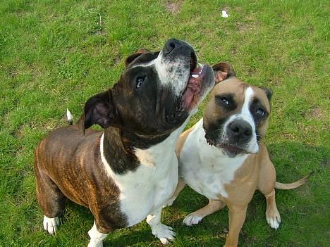 Amerikansk staffordshire terrier Malou billede 14