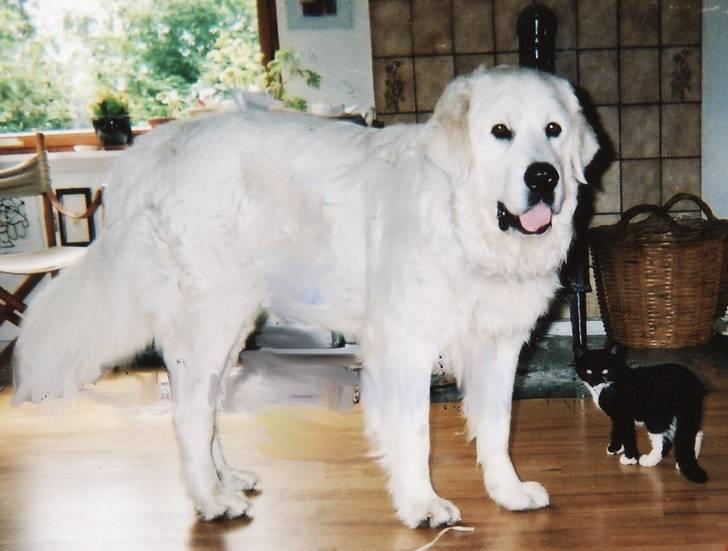 Polski owczarek podhalanski Argos - Mine højt elskede dyr, der begge er savnet til hudløshed - Argos & Knold  billede 20