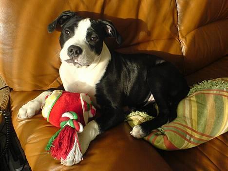 Blanding af racer Samson billede 1