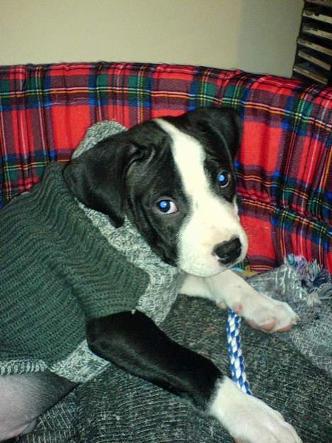 Blanding af racer Samson billede 2