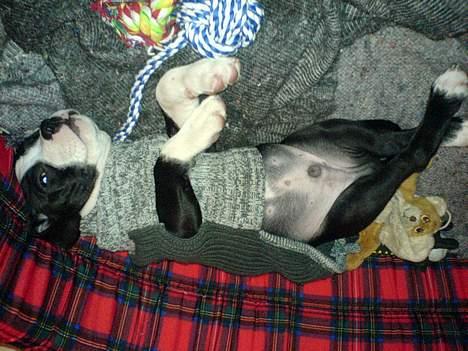 Blanding af racer Samson billede 3