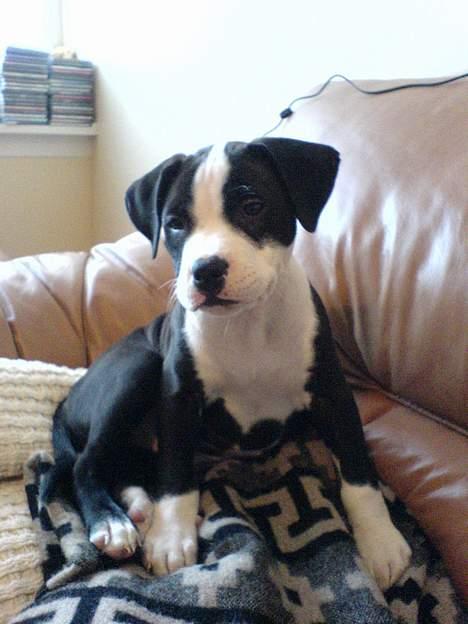 Blanding af racer Samson billede 4