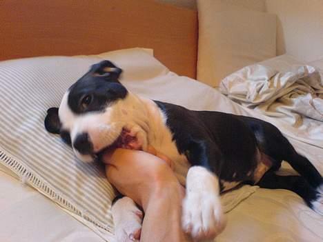 Blanding af racer Samson billede 5