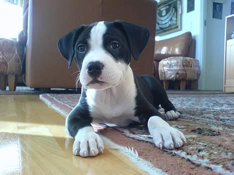 Blanding af racer Samson billede 6