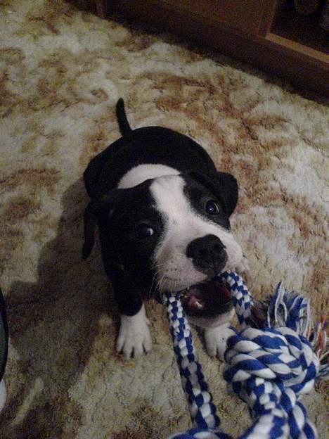 Blanding af racer Samson billede 7