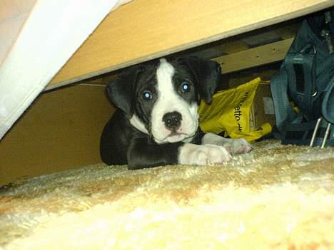 Blanding af racer Samson billede 8