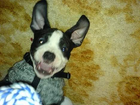 Blanding af racer Samson billede 9