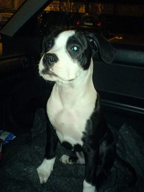 Blanding af racer Samson billede 11