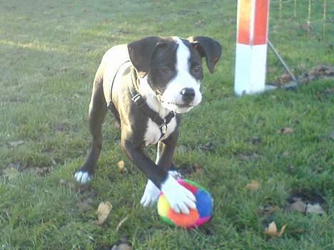 Blanding af racer Samson billede 12