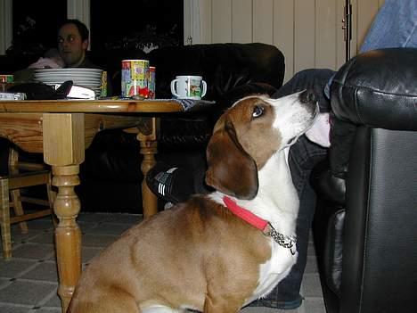 Kleiner münsterländer tinto(død) billede 13